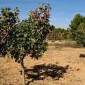 Joven plantacion de pistacho